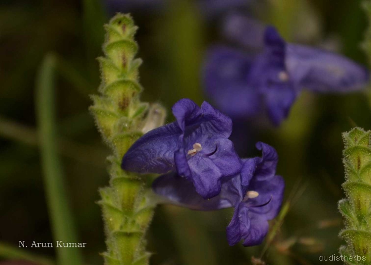 Perilepta auriculata flower2.jpg
